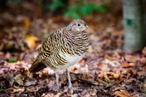 Quail. Common quail in the autumn forest